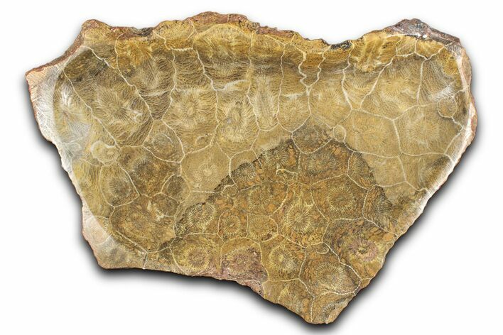 Polished Fossil Coral (Actinocyathus) Dish - Morocco #348549